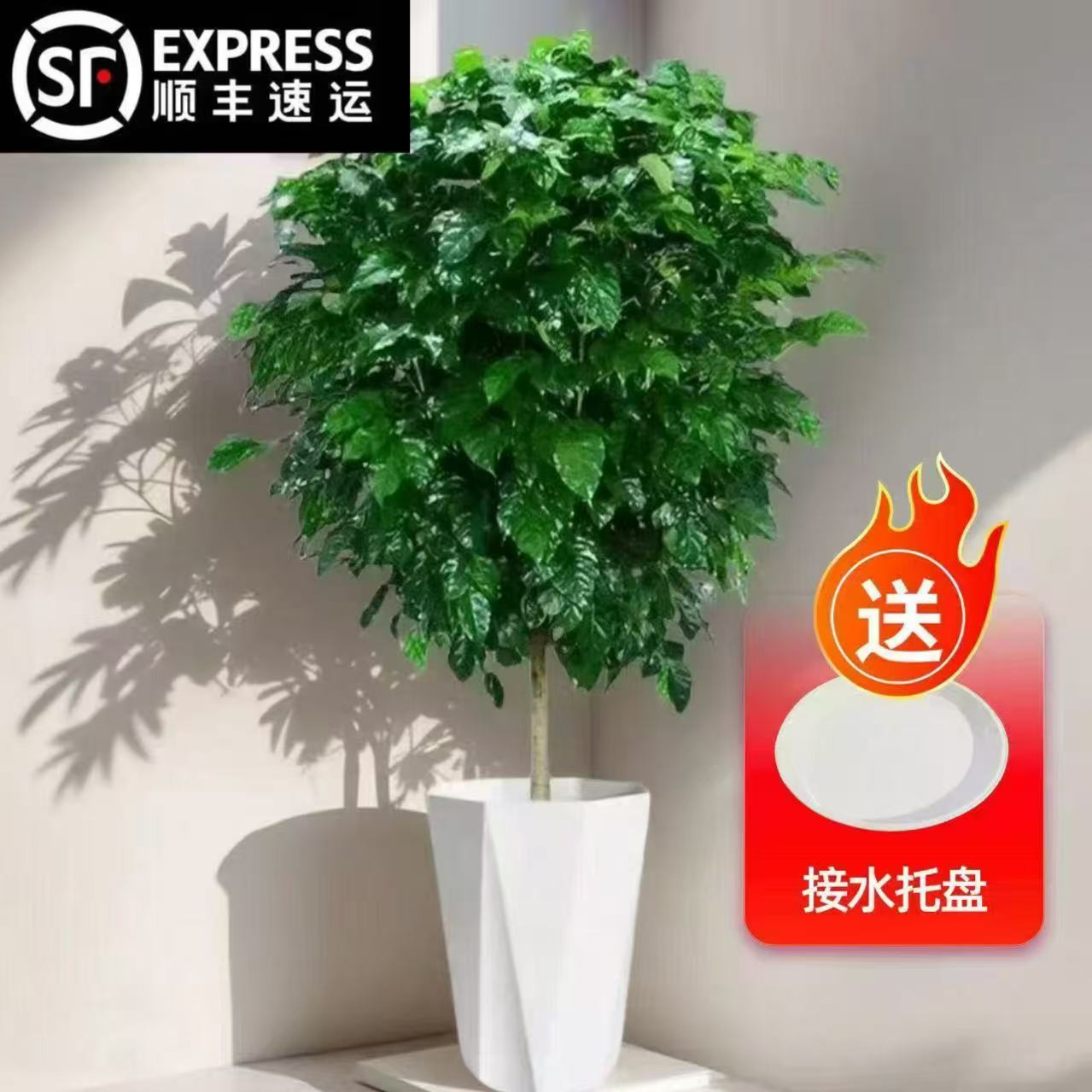 【顺丰包邮】1.4-1.6米棒棒糖单杆幸福树大型室内好养耐活净化空气