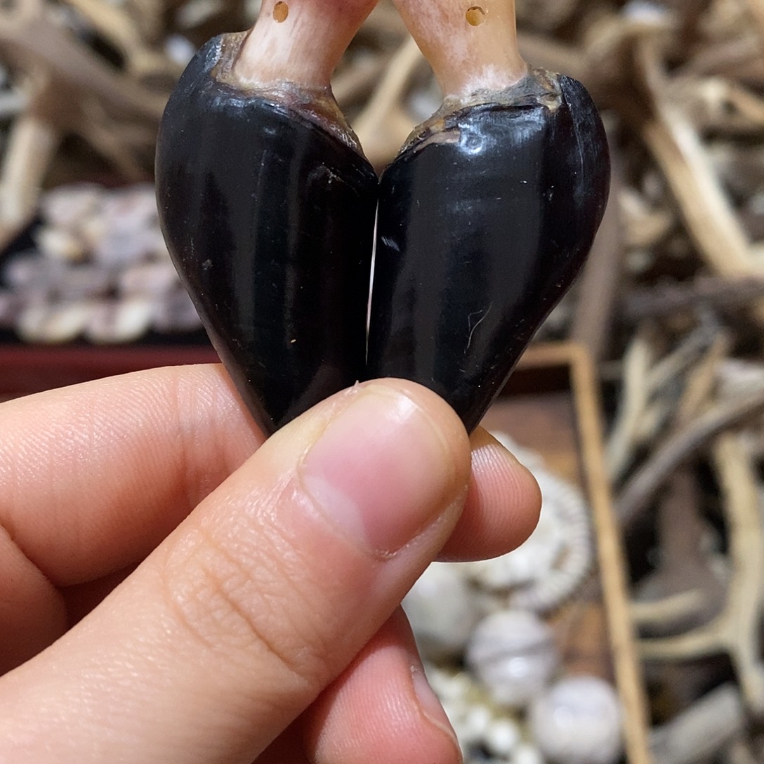 非金属鹿蹄鹿蹄鹿蹄