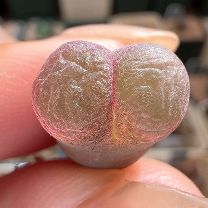 A445.  优选超好看风铃。开播福利。  