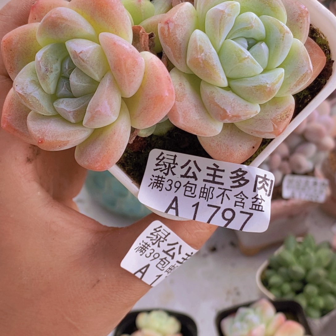 冰玉不包整7cm1797多肉植物