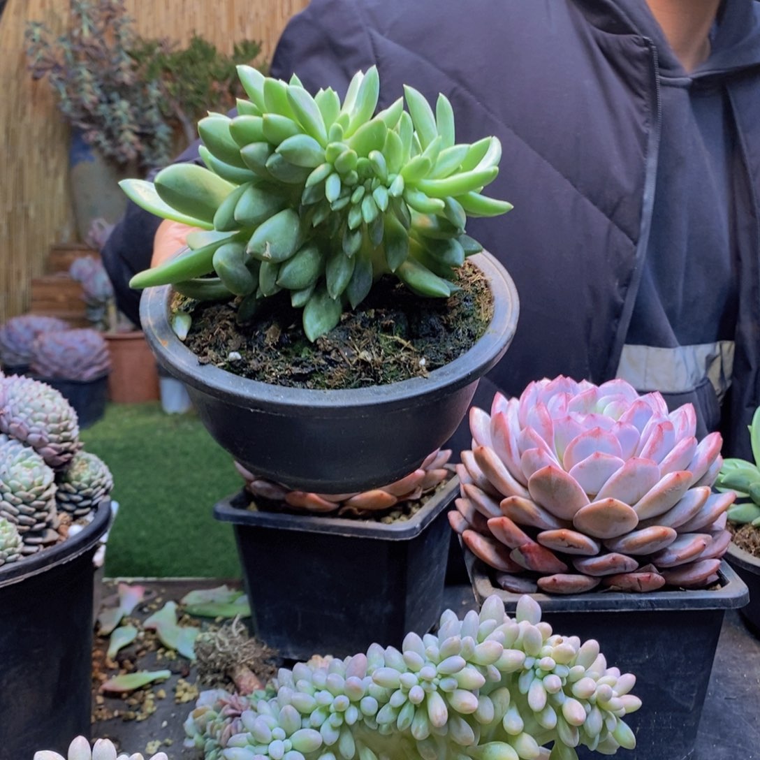 小*謎168号海洋之歌多肉缀化