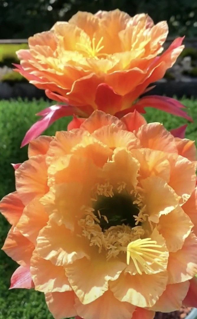 歪歪侧芽 毛花柱彩草金纽飞碟丽花卉盆栽大花品种