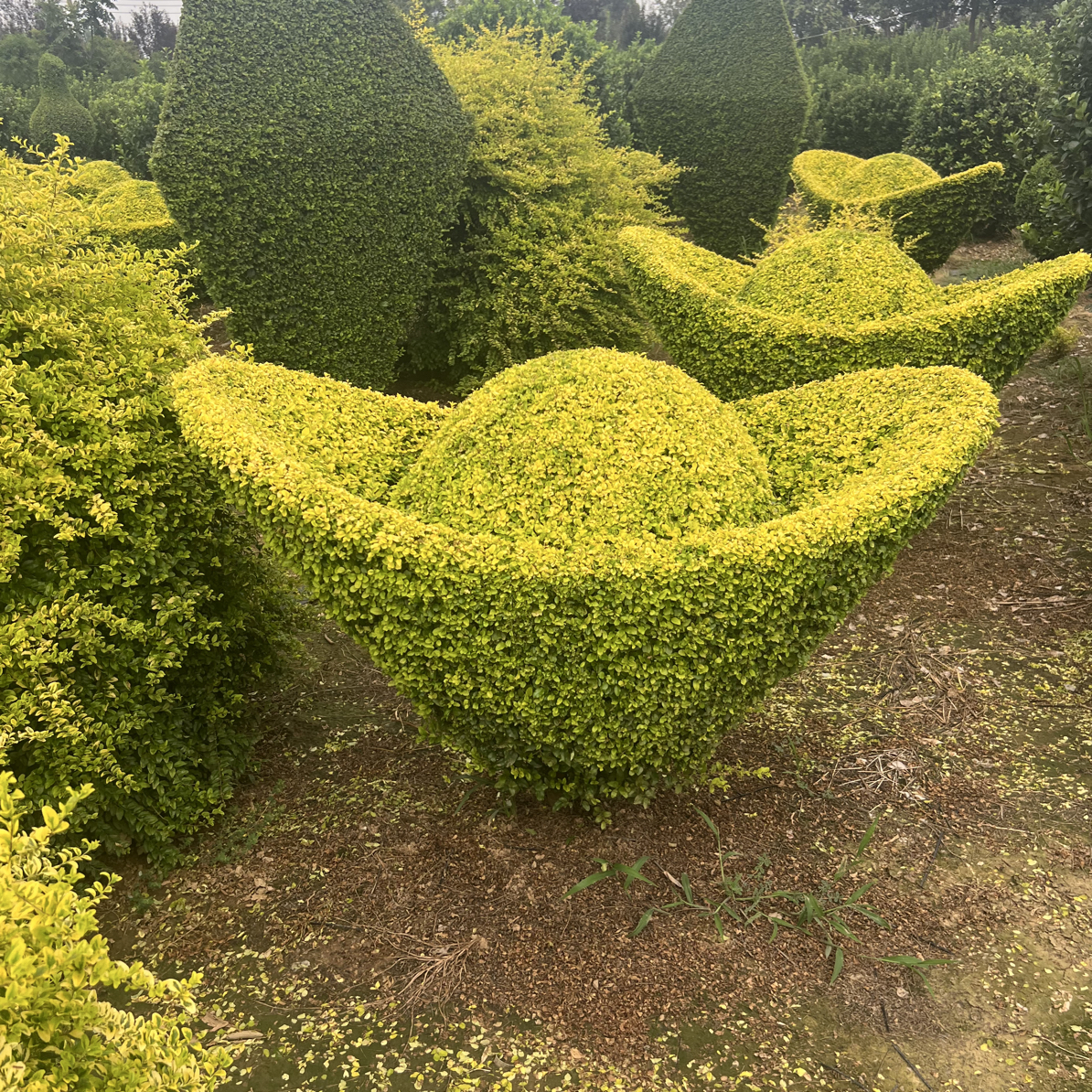 亮晶元宝造型 不落叶 植物造景.别墅花园公司门口都可以种植