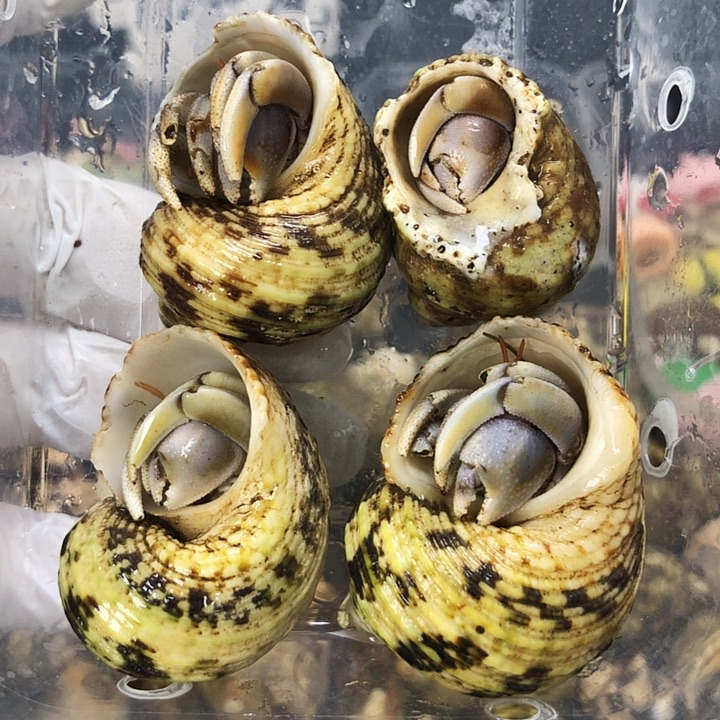 里拉四只，需拍加热