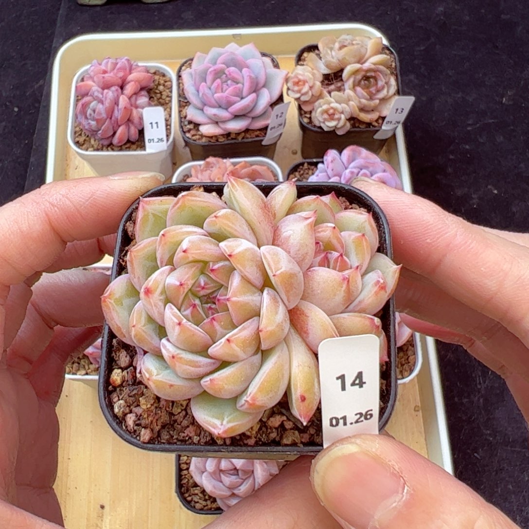 雪花珍妮14、哈哈哈哈