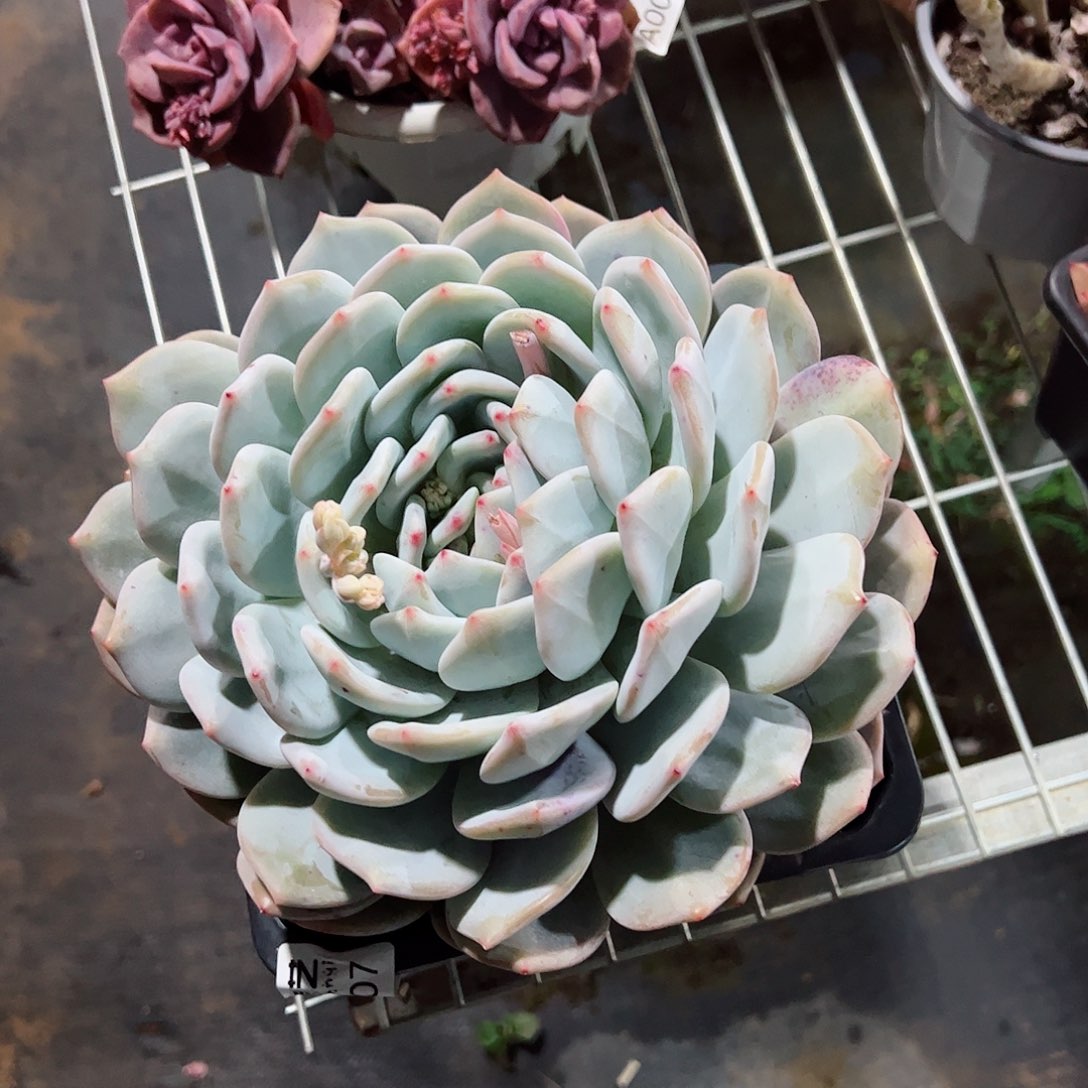 橙梦露超级大单头