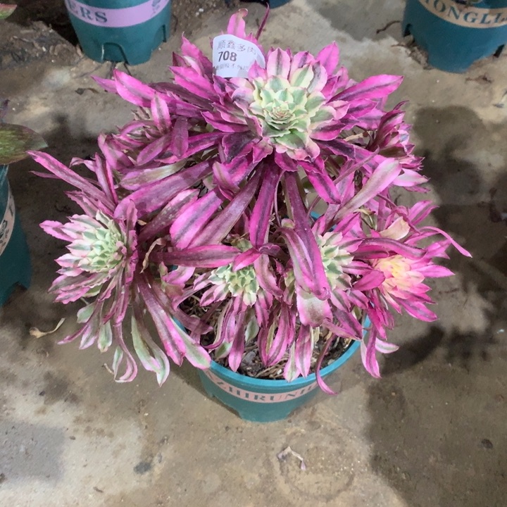 708仙墨多肉植物