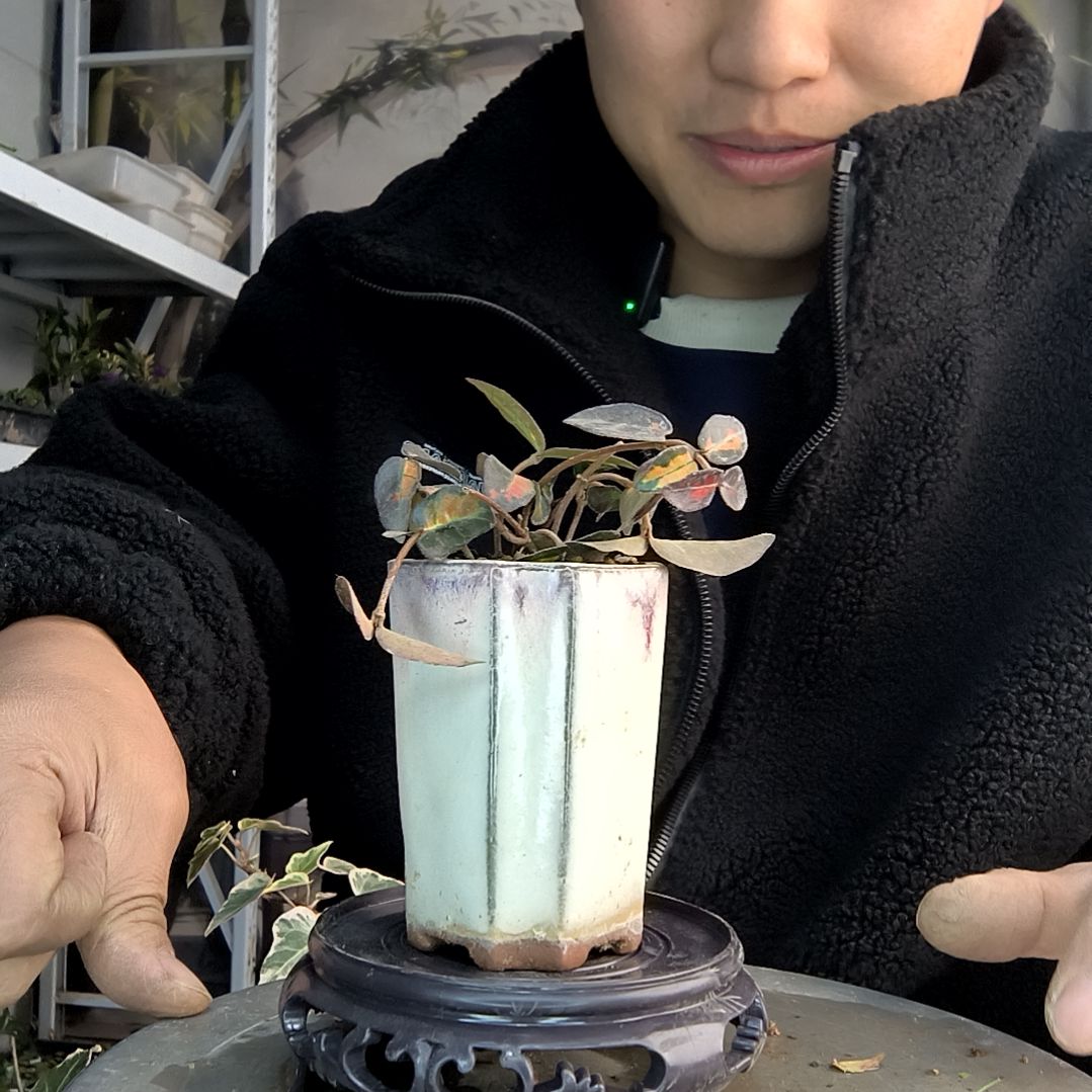 你****浪小盆景小植物一物一拍158