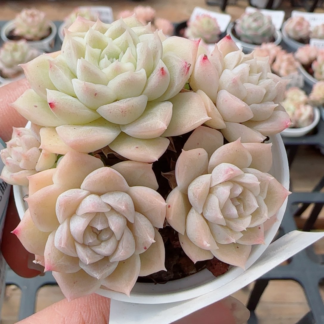 花语逸镜0327-127