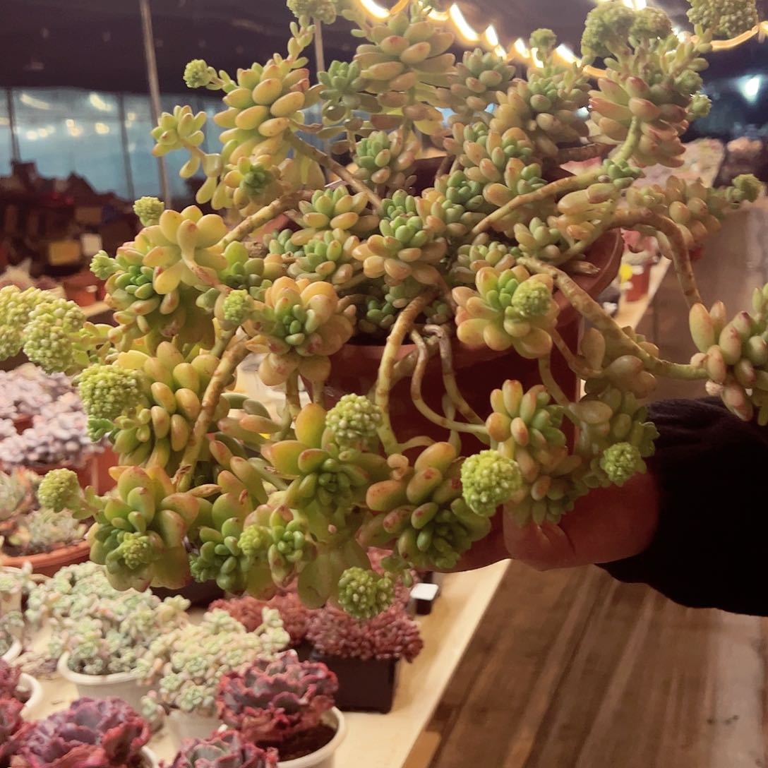 香格里拉超大盆飘枝