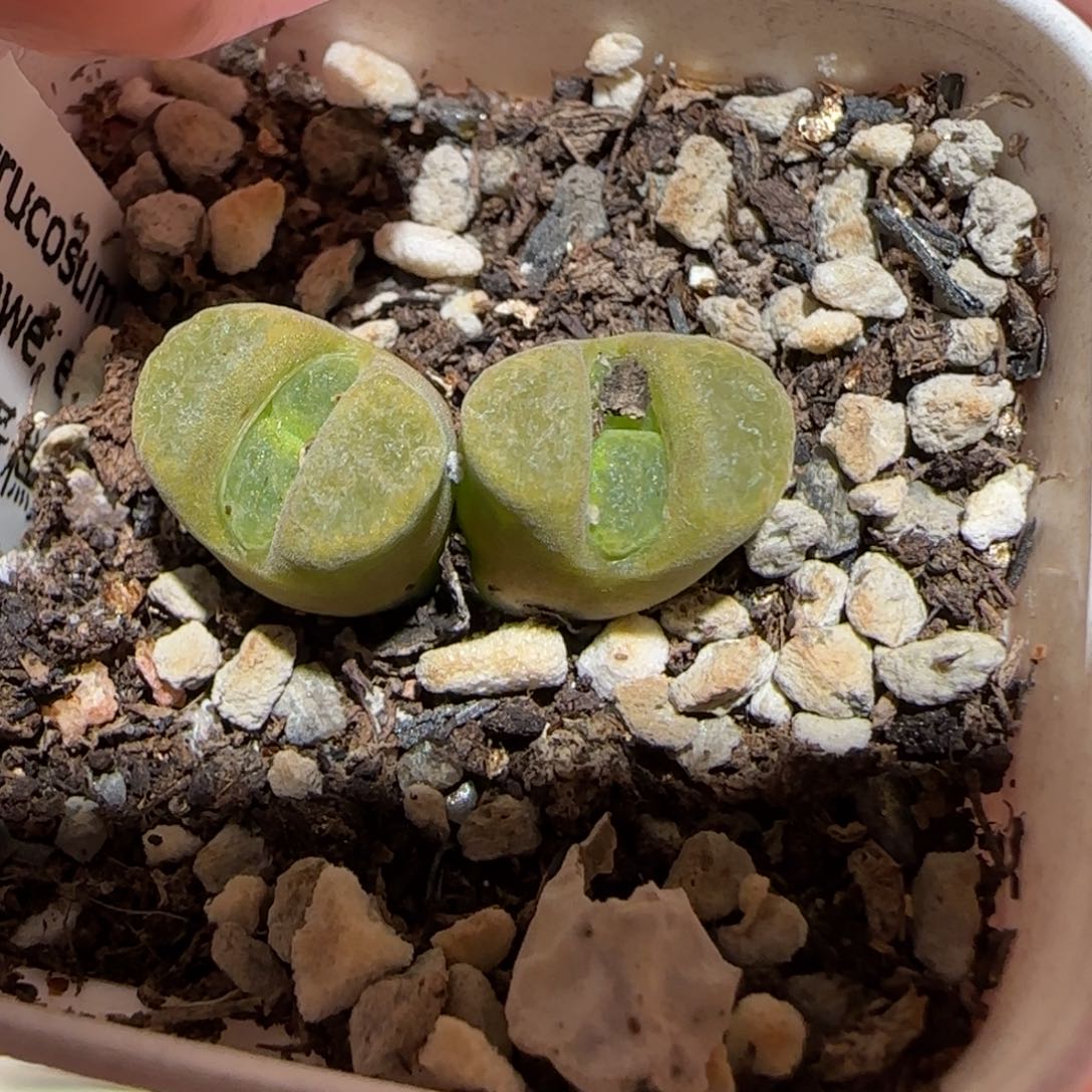 肉锥多肉植物百科-Msg蛋糕516