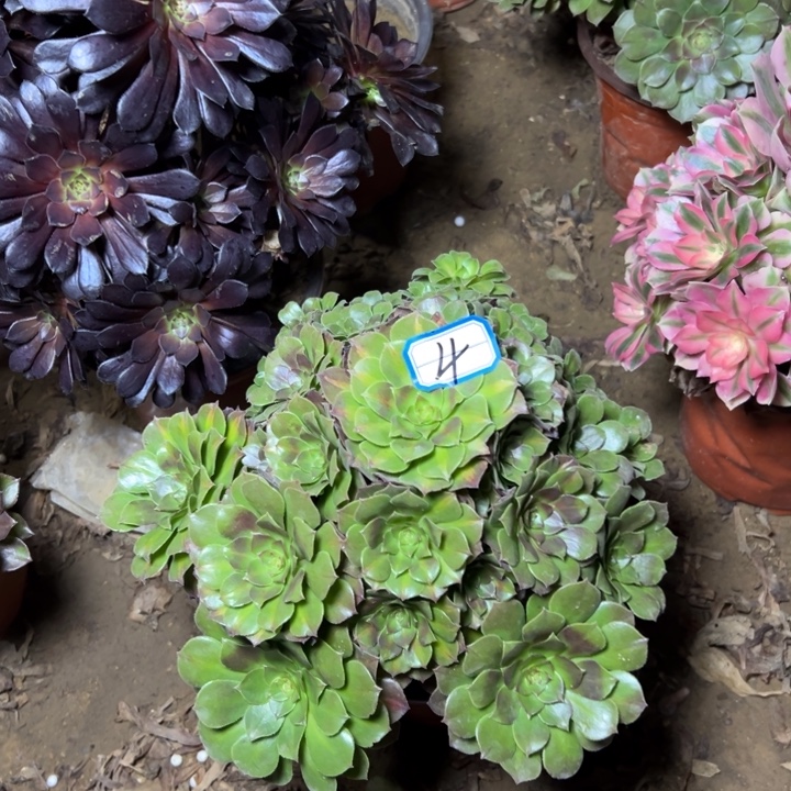 多肉植物沙拉碗法师4