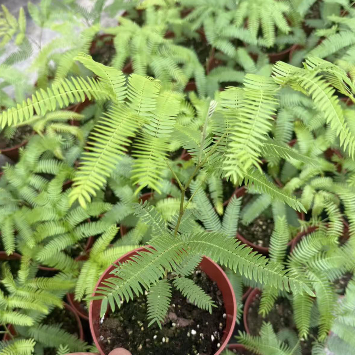 密叶猴耳环原盆籽播苗 15cm青山盆两盆