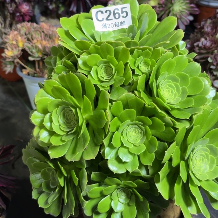 瑞妈一物一拍265.