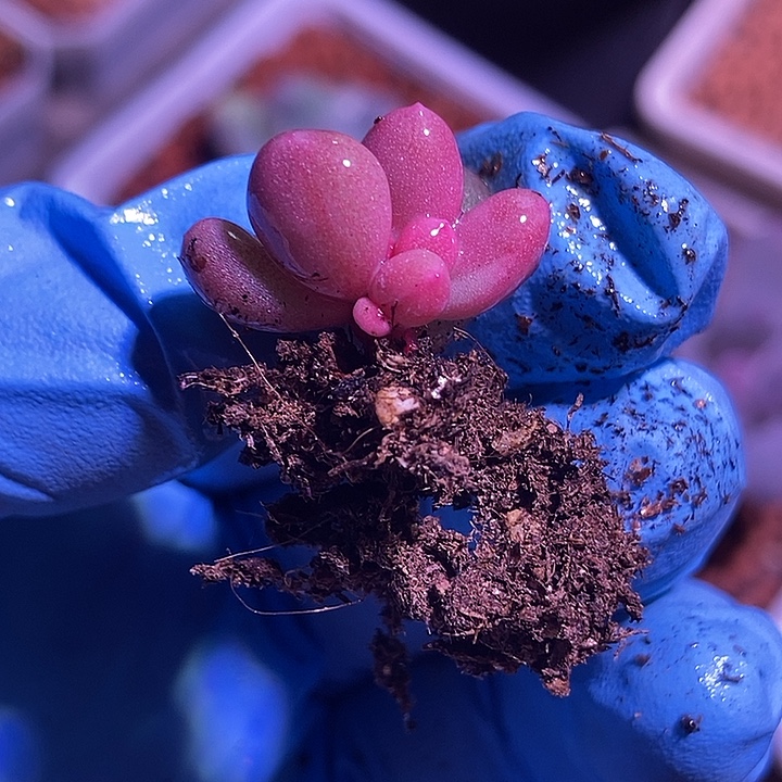 彩虹奶酪锦基因多肉