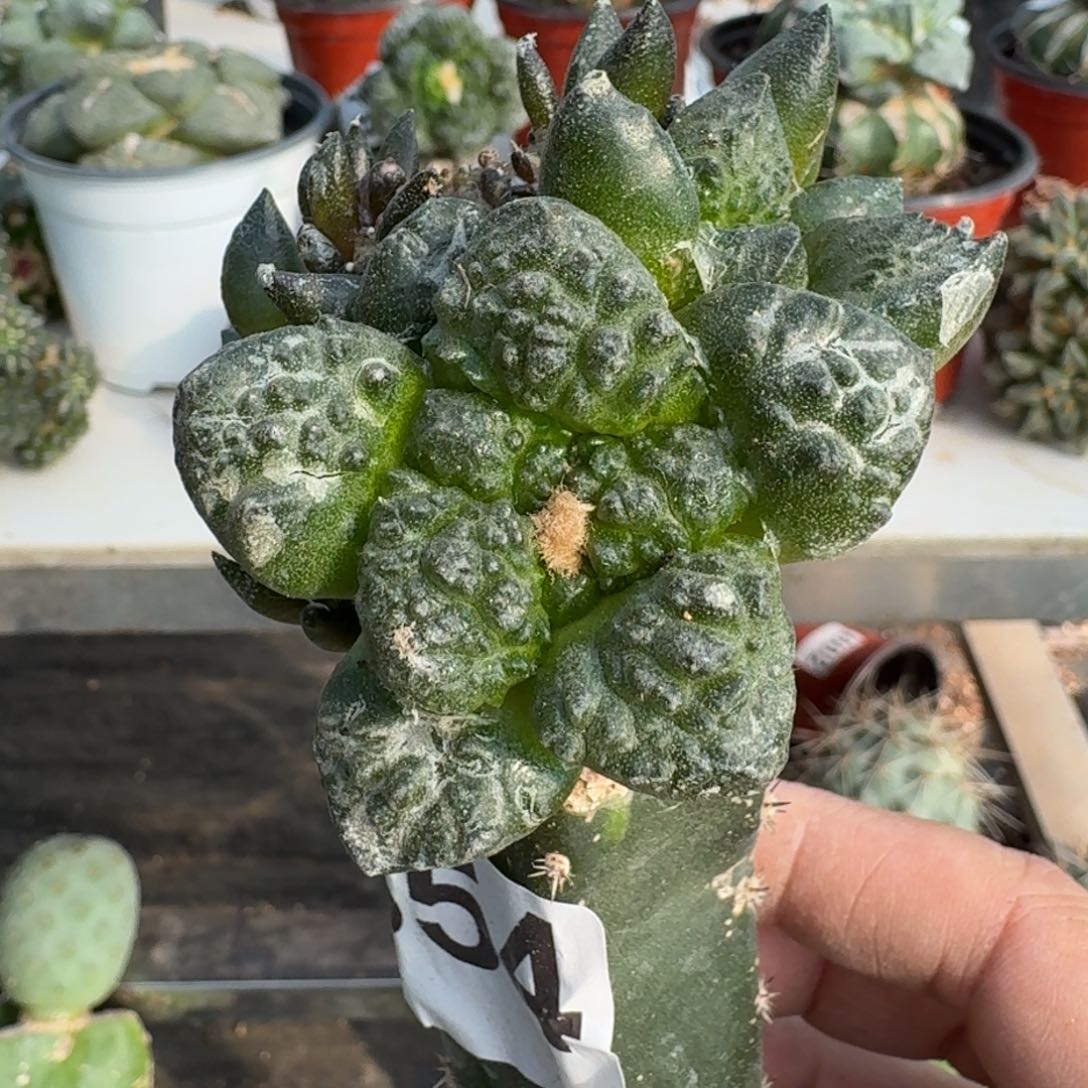 【闪购商品】无花朵群头苗接哥斯拉牡丹福利654