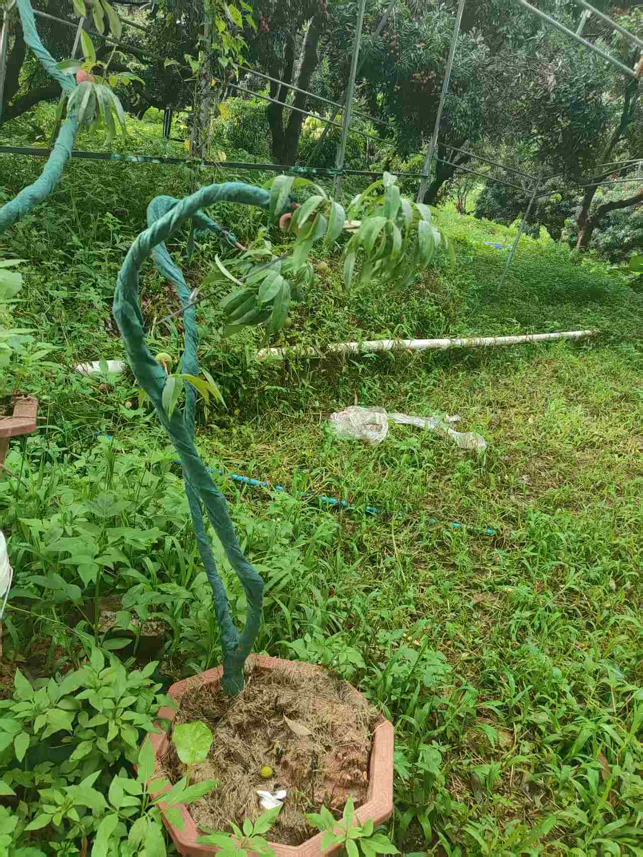 增城挂绿荔枝高压苗