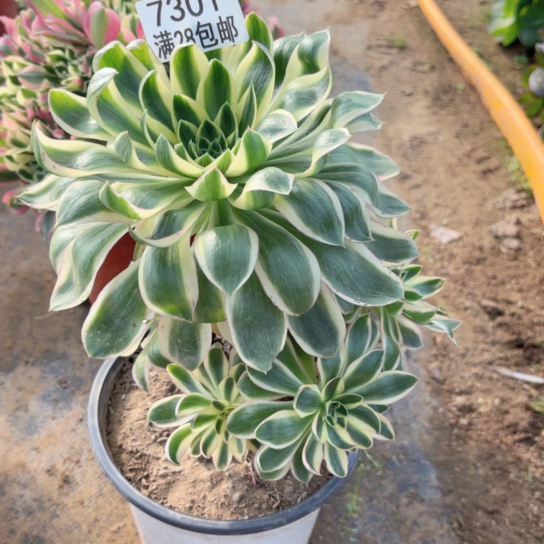 B.  7301青莲多肉