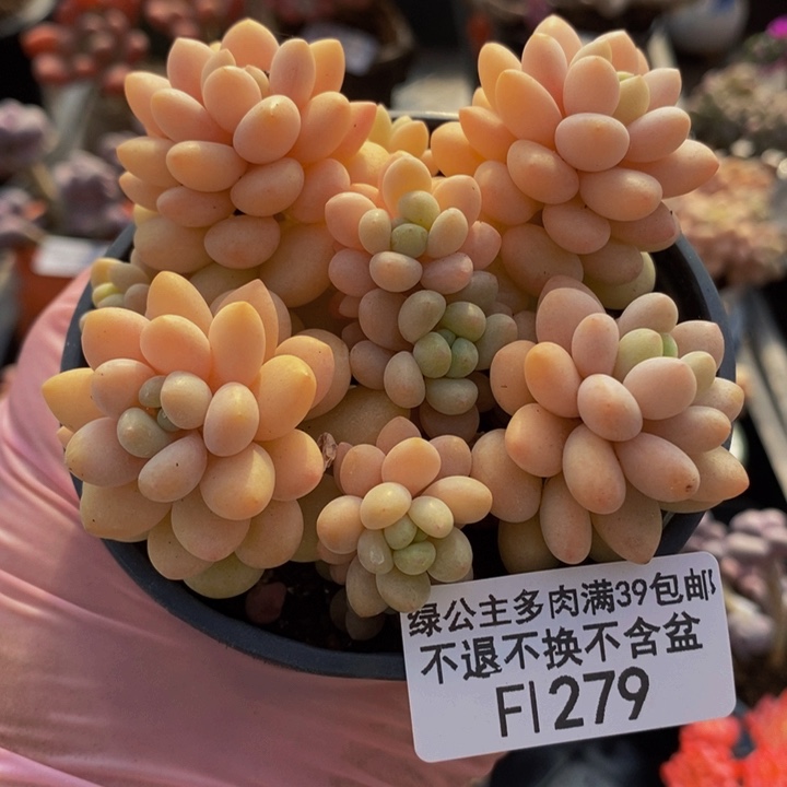 洛可可运输会掉叶279多肉植物