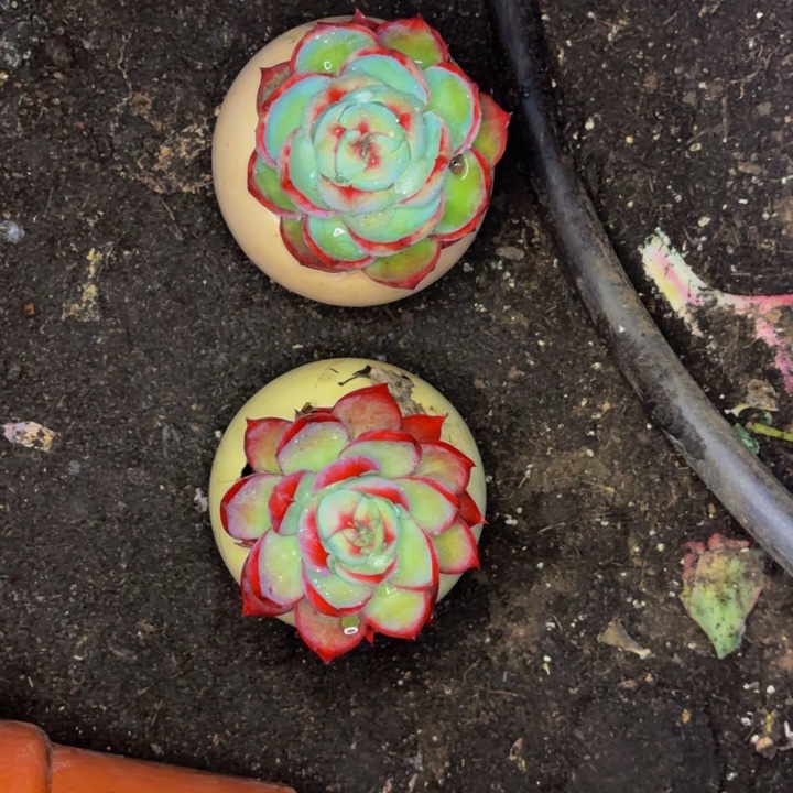 玉***3两个金活老桩精品肉肉