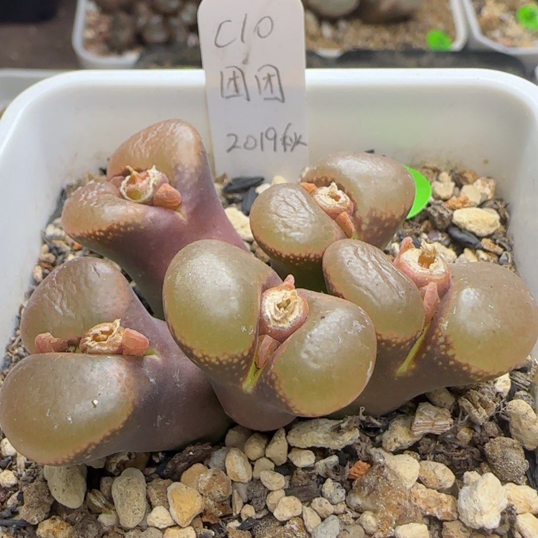 C10白花团团种源695