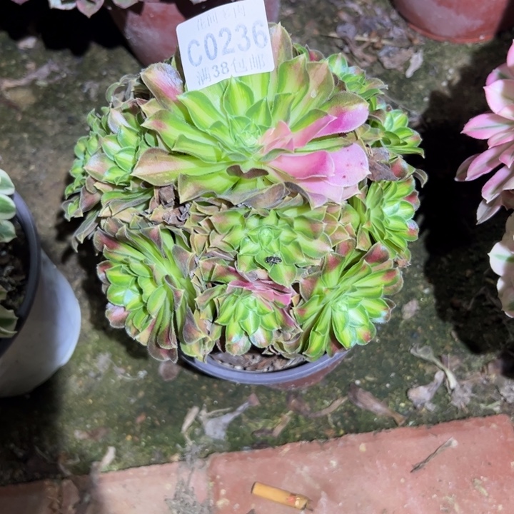 236韶华、多肉植物