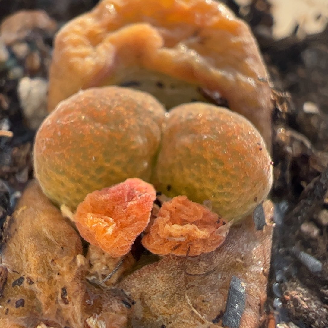 蛋糕多肉植物百科1