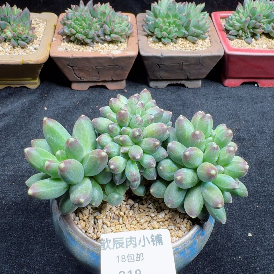 多肉植物  218 千代田之松缀