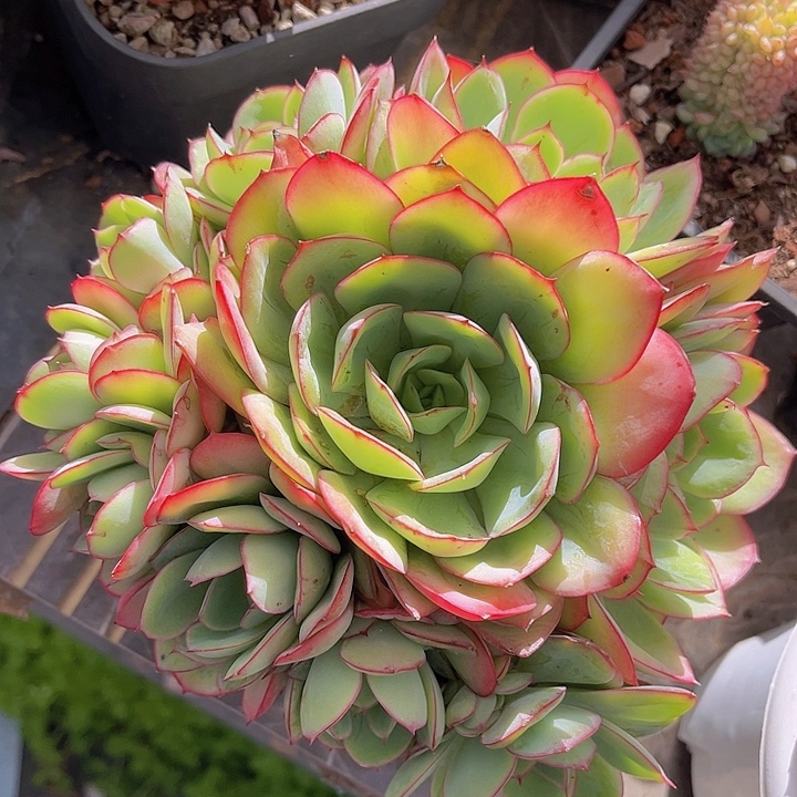 牡丹亭2560多肉植物