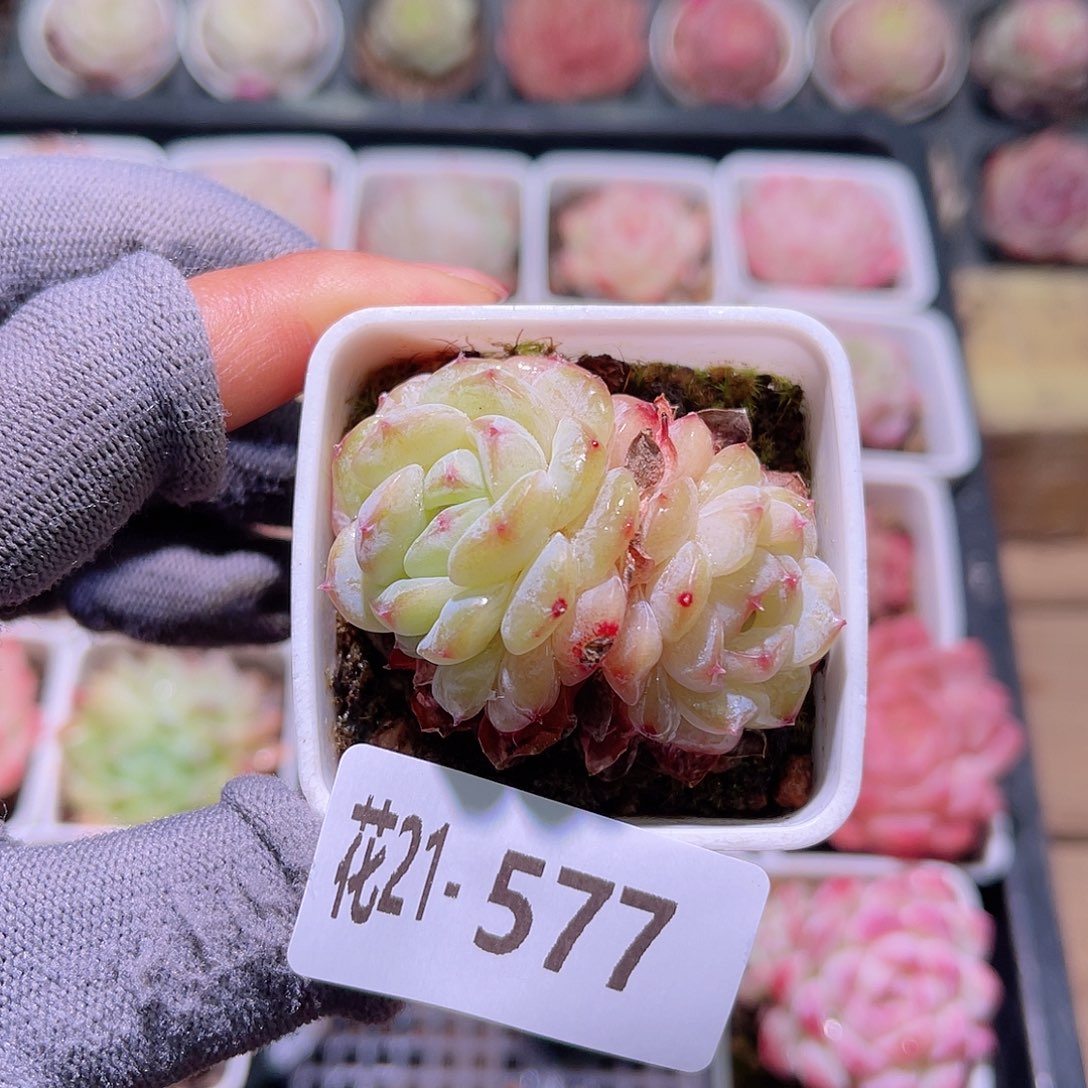 花21-577新品双头