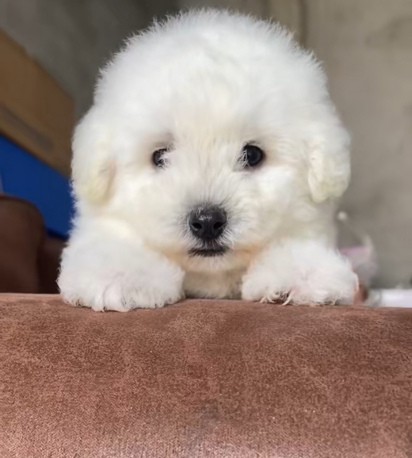 小狗狗活体可爱伴侣适合家庭饲养的小型犬