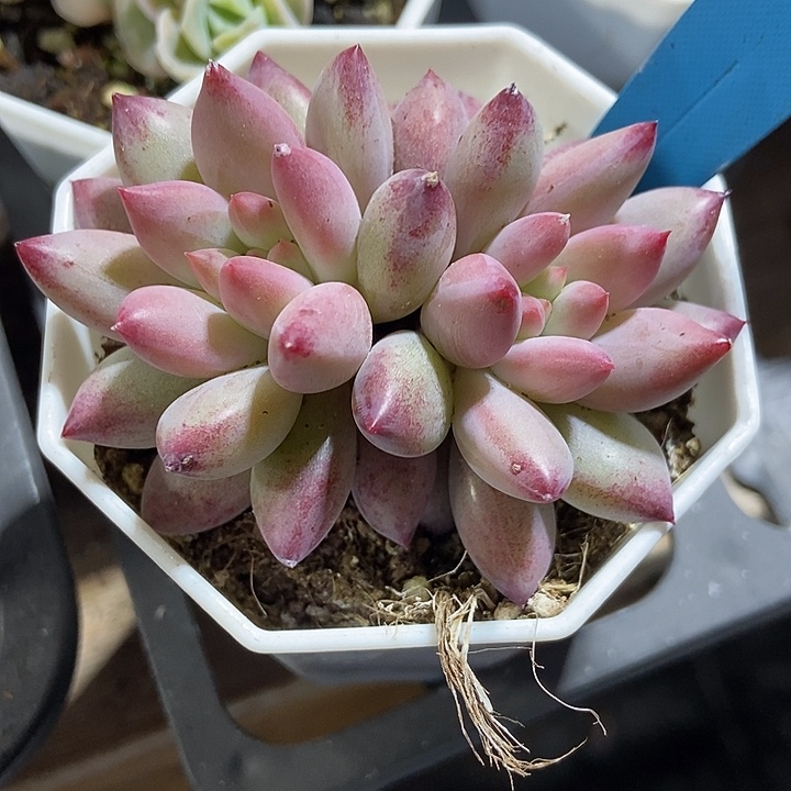 多肉植物金鱼姬a116