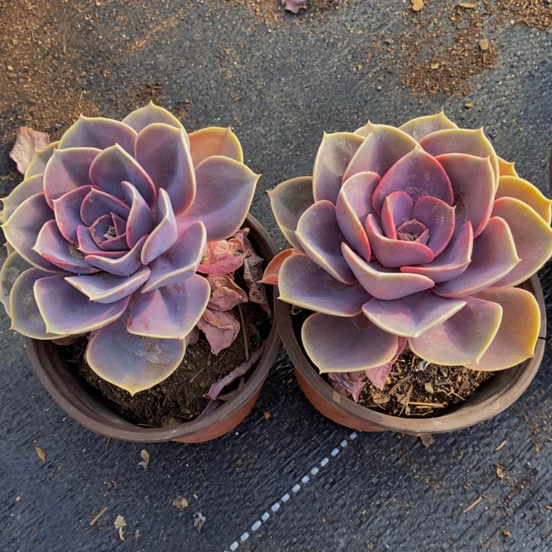 紫珍珠单头两盆多肉