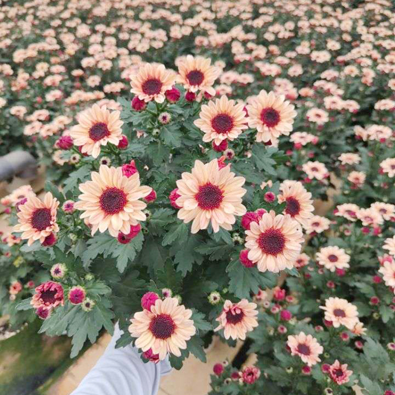 草莓熊奶黄小雏菊(新品种 耐热 花期长)庭院阳台开始植物
