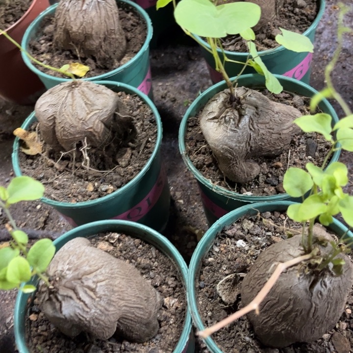 象足龟甲龙好养皮实