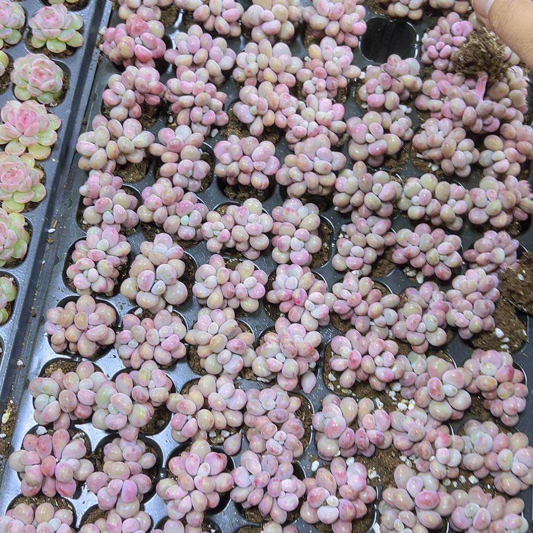 唐***姐桃蛋105个带盘发多肉