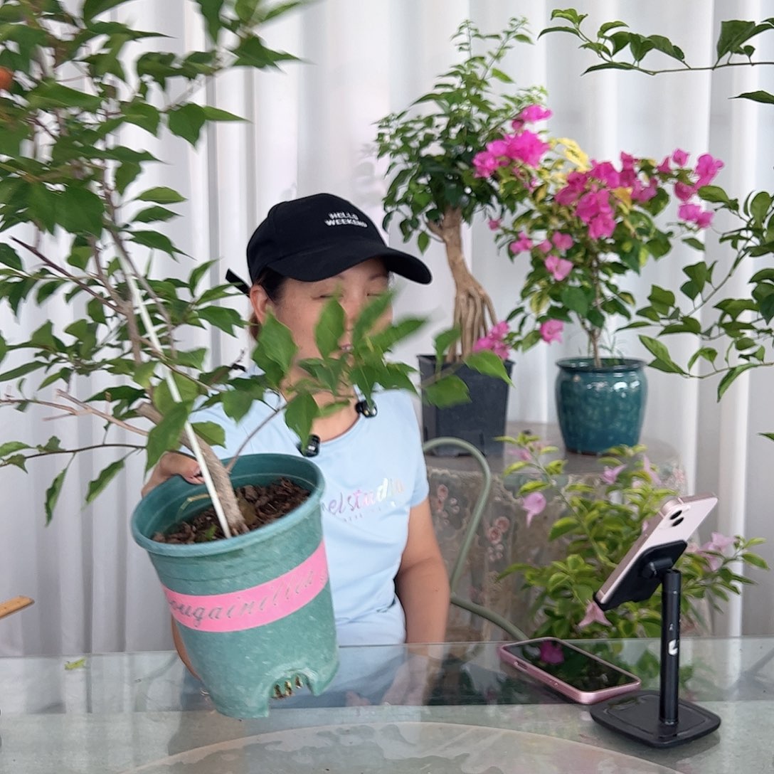 当前无花栽培后可以开花橙桑巴一颗