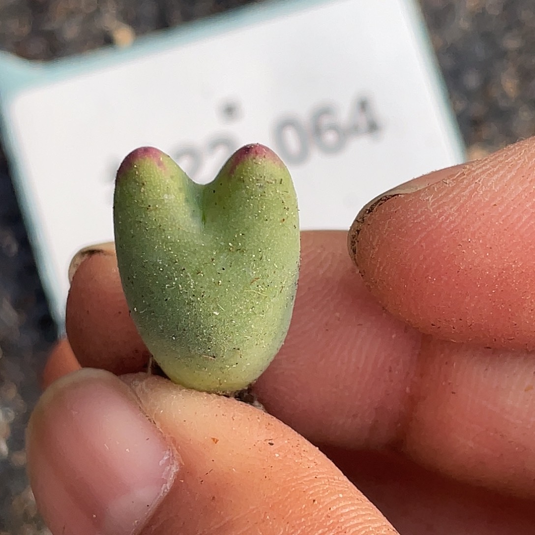 22-64比卡丘多肉植物