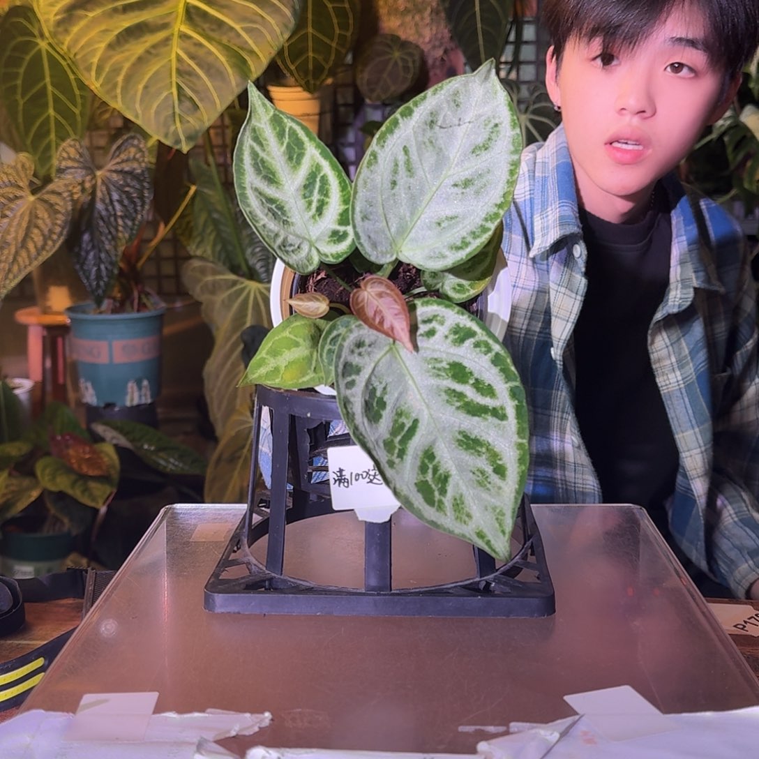 不开花植物B147优选银刷子轻微叶损