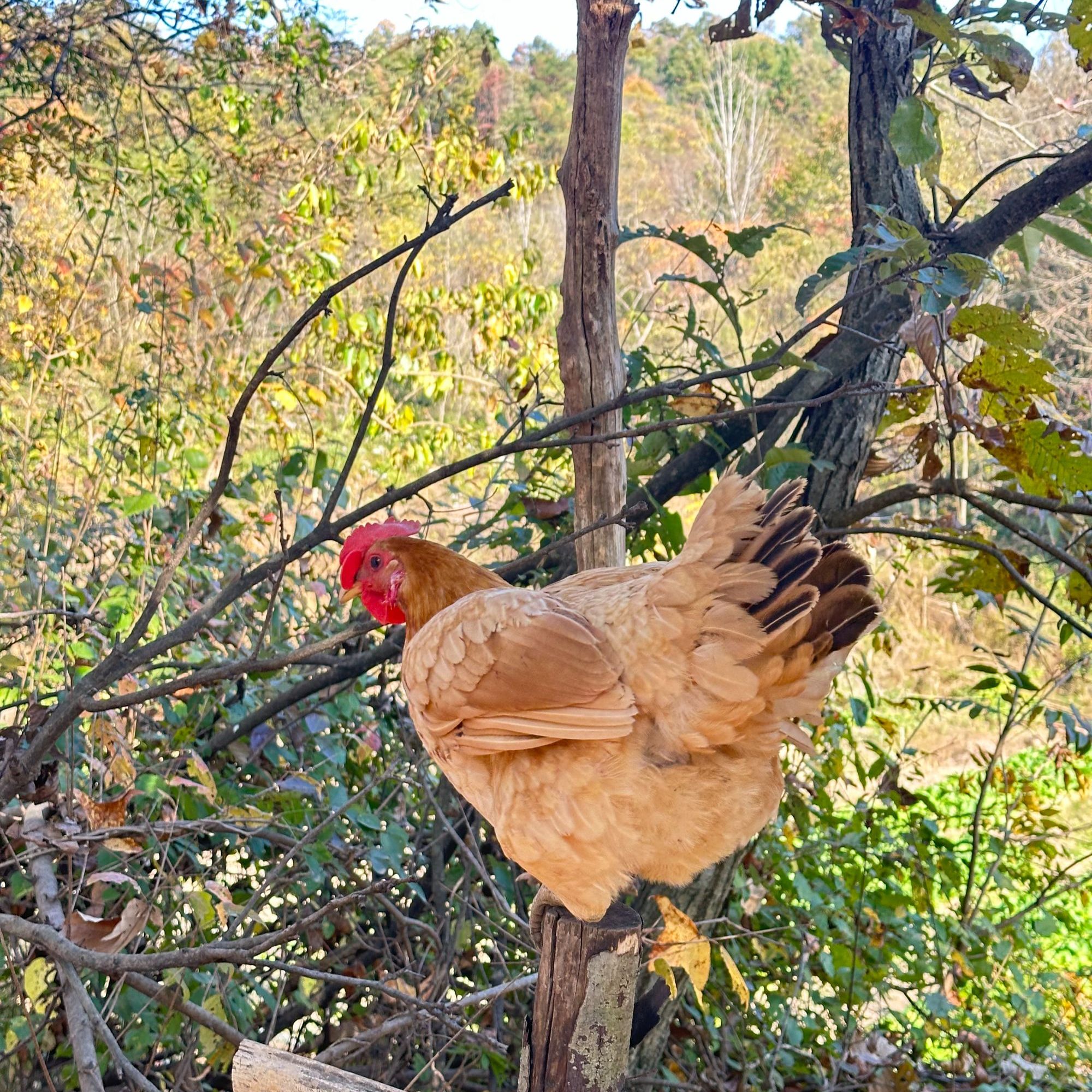 农家散养粮食土鸡山林散养跑山鸡生鲜冷链真空包装