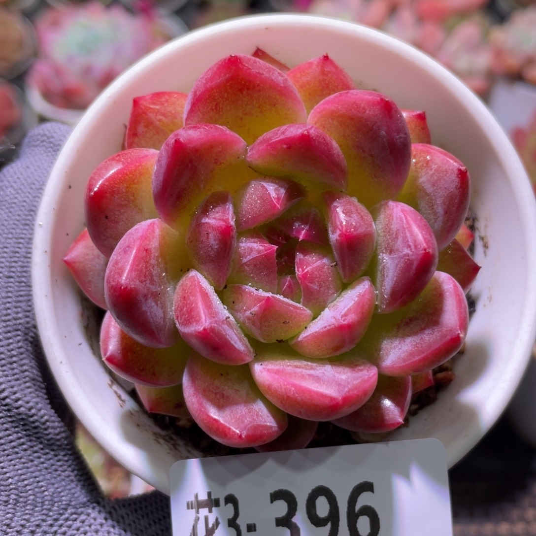 花利美3-396新品 