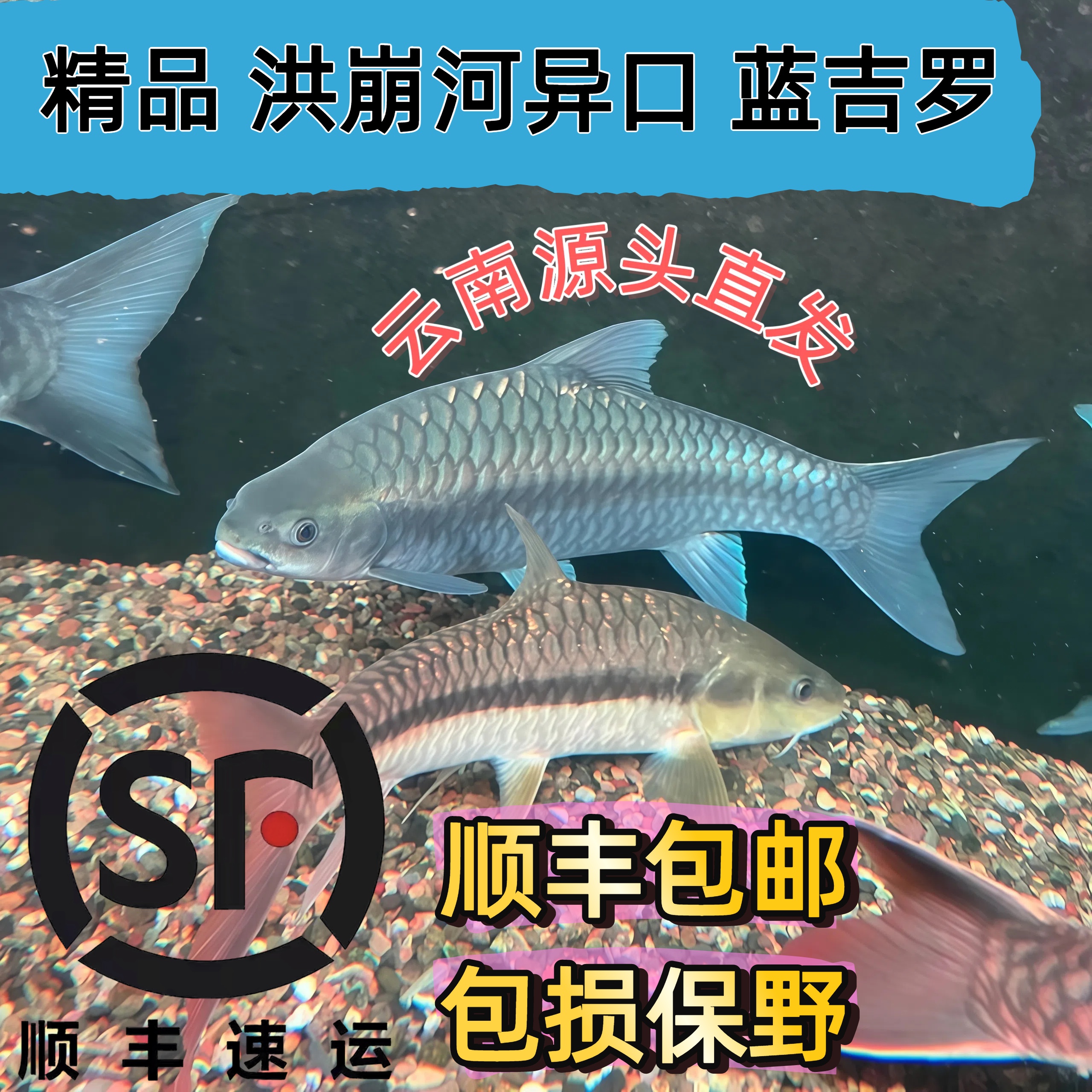 洪崩河异口蓝吉罗原生鱼异口蓝吉罗