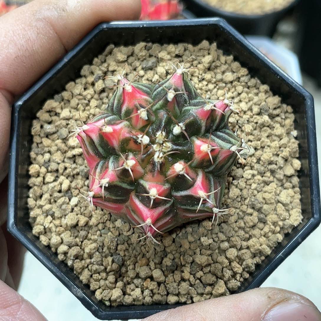 泰系实生，三角棱背锦