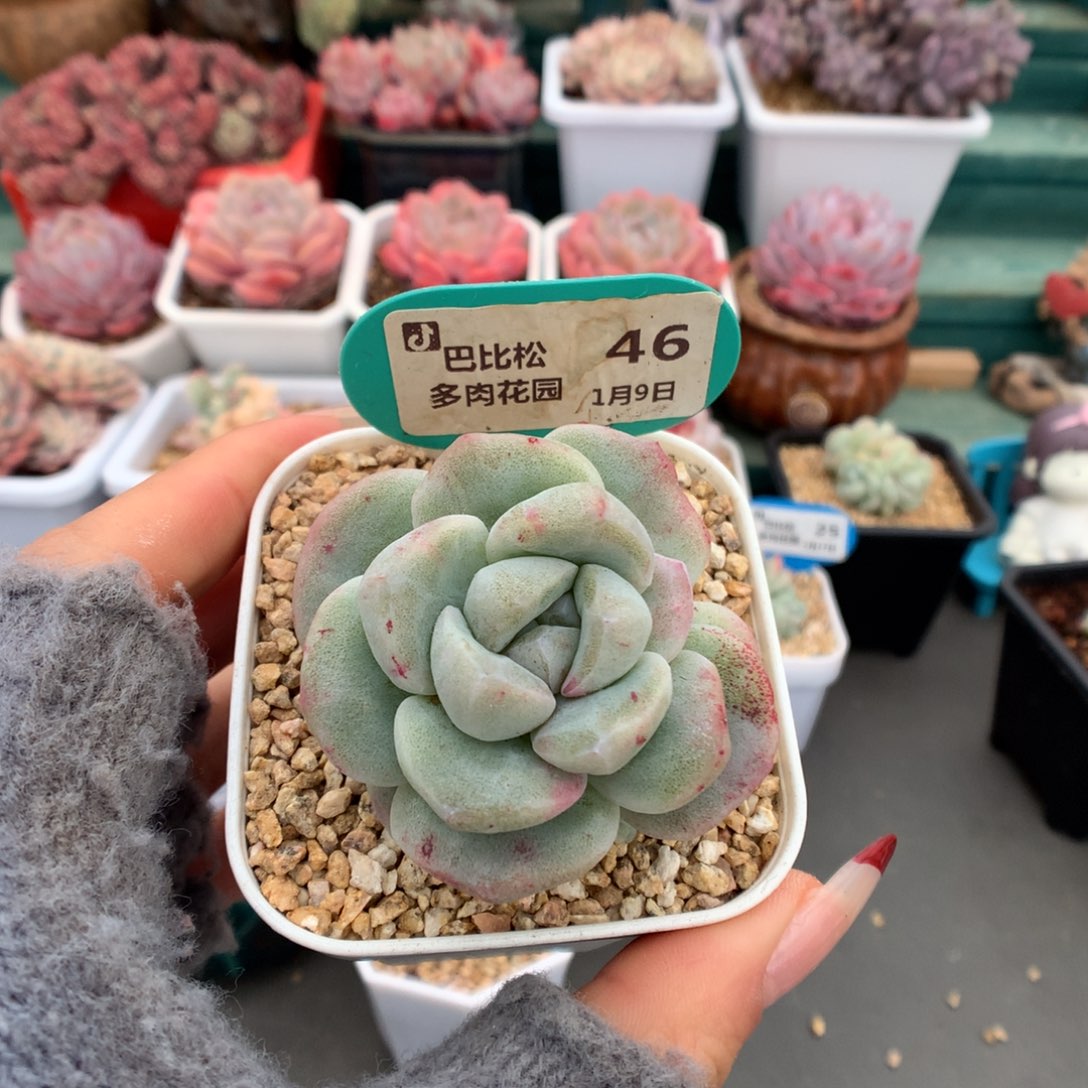 46三头冰玉石化多肉植物