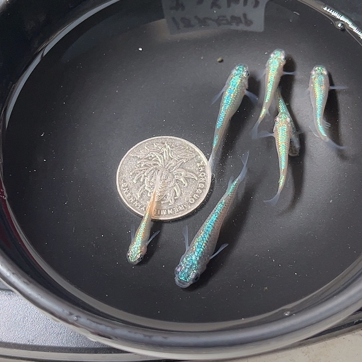 青鳉鱼海王星7条82号