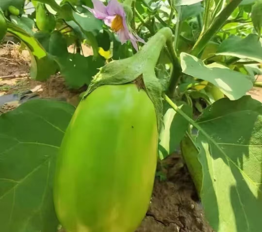 河南农家自种青皮茄子生吃绿茄子新鲜应季农家菜现摘现发