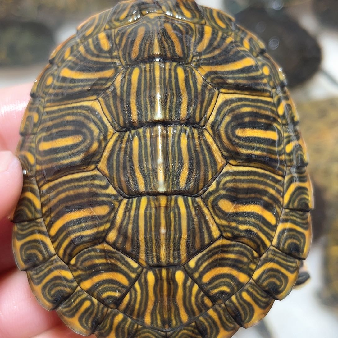 宠物龟不分公母7.0