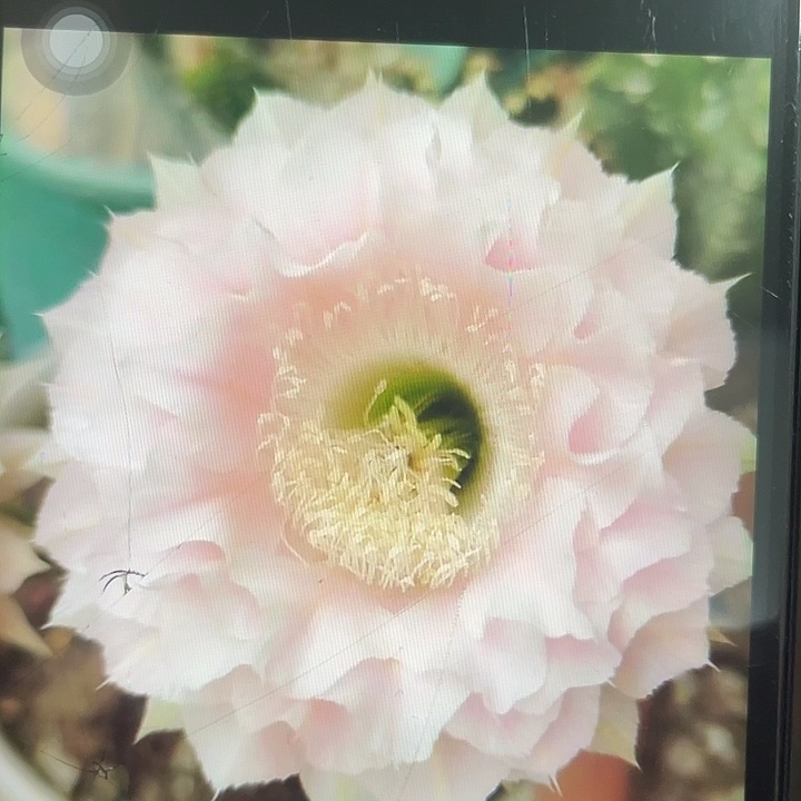 粉仙女1.9公分一代侧福利