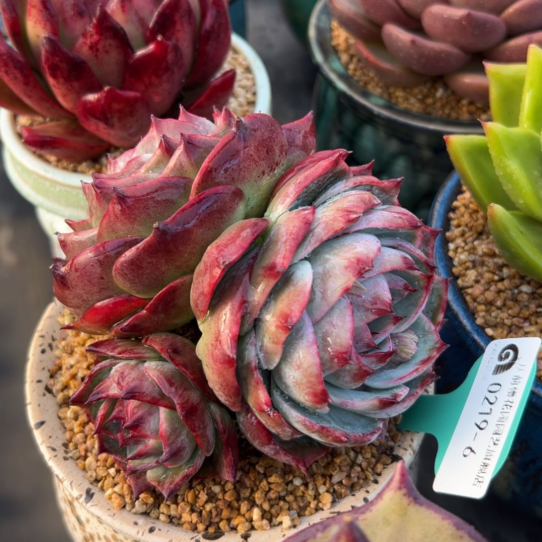 多肉一物一拍0219-6惊鸿