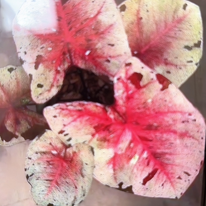 30-0213daruma达摩彩叶芋泰国发货